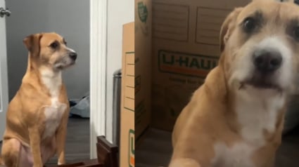 Illustration : "Tu ne seras plus jamais livré à toi-même", le passé douloureux d'un chien refait surface lorsque sa famille déménage et qu'il pense subir un nouvel abandon (vidéo)