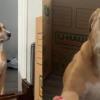 Illustration : "Tu ne seras plus jamais livré à toi-même", le passé douloureux d'un chien refait surface lorsque sa famille déménage et qu'il pense subir un nouvel abandon (vidéo)