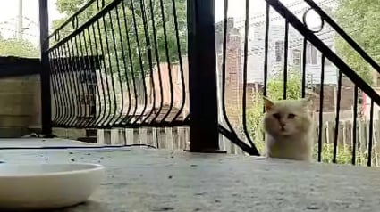 Illustration : Après des années à survivre dans la rue, ce chat reconnaissant passe son temps à câliner ses bienfaiteurs