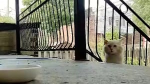 Illustration : "Après des années à survivre dans la rue, ce chat reconnaissant passe son temps à câliner ses bienfaiteurs"