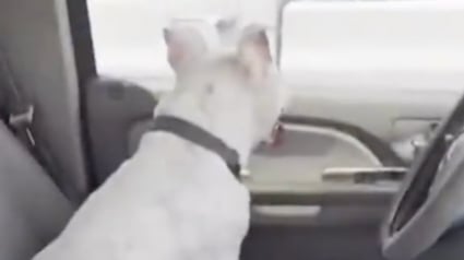 Illustration : Elle sauve un chien enfermé dans une voiture par 32 °C, mais un policier la réprimande (vidéo)