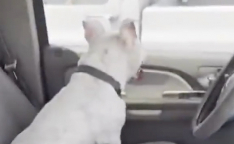 Elle sauve un chien enfermé dans une voiture par 32 °C, mais un policier la réprimande (vidéo)
