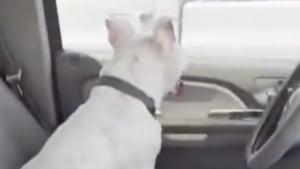 Illustration : Elle sauve un chien enfermé dans une voiture par 32 °C, mais un policier la réprimande (vidéo)