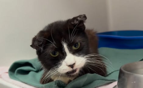 9 chats et un chien âgé enfermés dans une voiture au soleil évitent le pire grâce à l'intervention d'une association (vidéo)