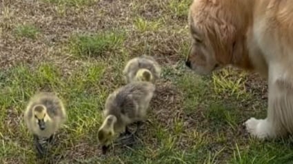 Illustration : "Je ne peux pas arrêter de regarder cette vidéo !", un Golden Retriever se transforme en nounou pour des oies orphelines (vidéo)