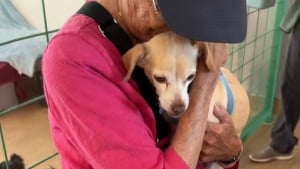Illustration : "Un refuge transforme la vie de ses chiens seniors en leur offrant des journées câlins avec des visiteurs"