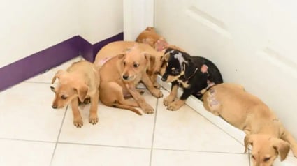 Illustration : Le miracle bouleversant de 8 chiots brûlés vifs qui ont trouvé la force de se battre et d’aimer à nouveau (vidéo)