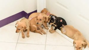 Illustration : Le miracle bouleversant de 8 chiots brûlés vifs qui ont trouvé la force de se battre et d’aimer à nouveau (vidéo)