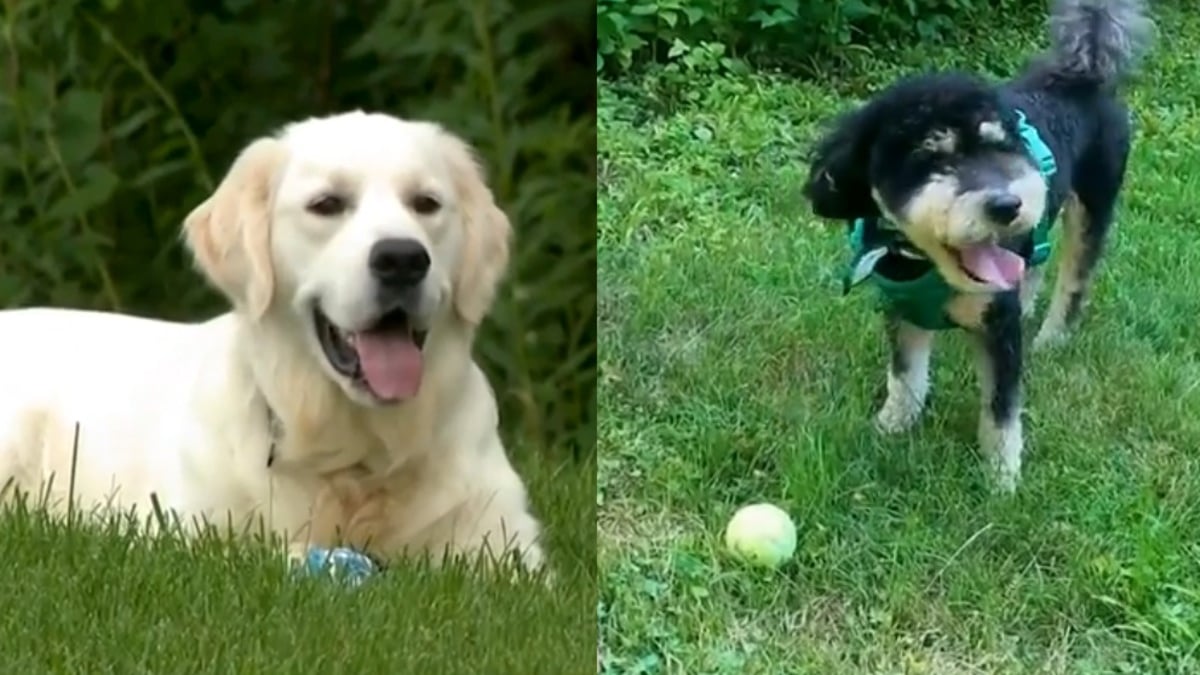 Illustration : "Un chien jouant avec son maître repère un Golden Retriever coincé dans une clôture et introuvable depuis 3 jours"
