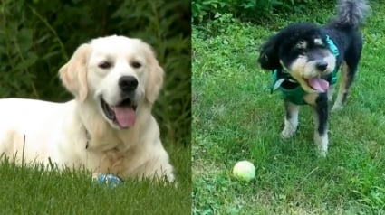 Illustration : Un chien jouant avec son maître repère un Golden Retriever coincé dans une clôture et introuvable depuis 3 jours