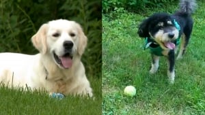 Illustration : "Un chien jouant avec son maître repère un Golden Retriever coincé dans une clôture et introuvable depuis 3 jours"