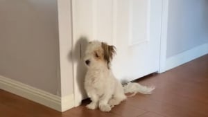 Illustration : "Cet ancien chien errant ne sait pas comment se comporter dans sa nouvelle maison aimante (vidéo)"