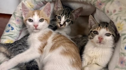 Illustration : "Je serai avec eux jusqu'au bout", une femme refuse la proposition d'euthanasie des vétérinaires et sauve 3 chatons condamnés