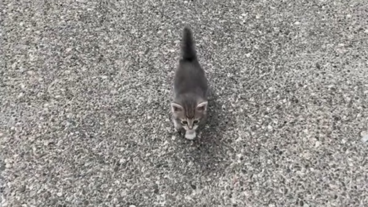 Illustration : "En route pour le camping, ils s’arrêtent à une station essence et sauvent un chaton attaqué par des oiseaux (vidéo)"