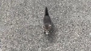 Illustration : "En route pour le camping, ils s’arrêtent à une station essence et sauvent un chaton attaqué par des oiseaux (vidéo)"