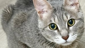 Illustration : "Les mouvements étranges du ventre de cette chatte font penser à une grossesse, mais le diagnostic est tout autre (vidéo)"