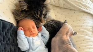 Illustration : "Ce bébé peut compter sur ses 2 anges-gardiens Sphynx et Maine Coon pour veiller sur lui et le couvrir d'affection (vidéo)"