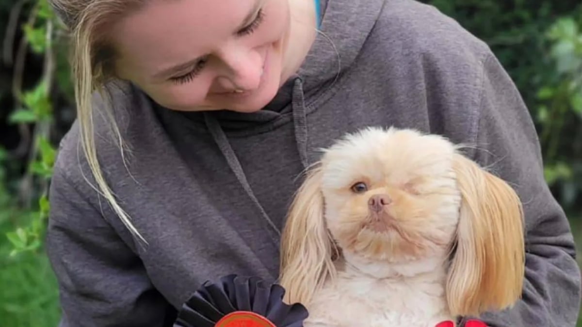 Illustration : "À la suite d’une intervention massive dans un élevage, ce Shih Tzu borgne soutenu par sa famille progresse de jour en jour"