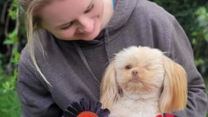 Illustration : "À la suite d’une intervention massive dans un élevage, ce Shih Tzu borgne soutenu par sa famille progresse de jour en jour"