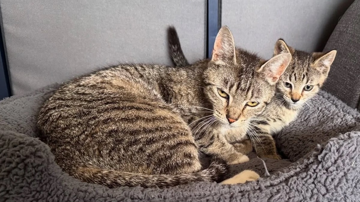 Illustration : "Des bénévoles pensent venir sauver un chaton, ils rencontrent une maman courageuse venue sauver son petit"