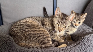 Illustration : Des bénévoles pensent venir sauver un chaton, ils rencontrent une maman courageuse venue sauver son petit