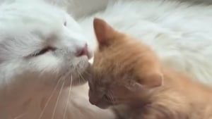 Illustration : "Ce Maine Coon au grand cœur endosse avec plaisir son rôle de papa de substitution pour le petit nouveau de la famille (vidéo)"