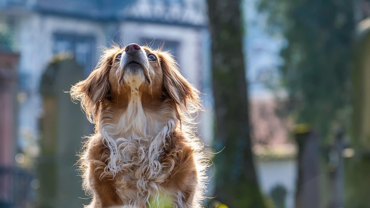 Illustration : "La police intervient à temps pour sauver un chien enfermé dans un casier étroit et surchauffé par sa maîtresse qui visitait un château"