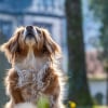 Illustration : La police intervient à temps pour sauver un chien enfermé dans un casier étroit et surchauffé par sa maîtresse qui visitait un château