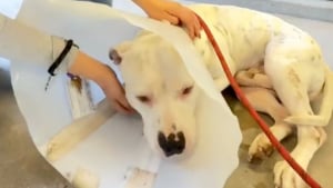 Illustration : "Terrifié au refuge, ce chien allait être euthanasié jusqu’à ce qu’une vidéo change son destin"