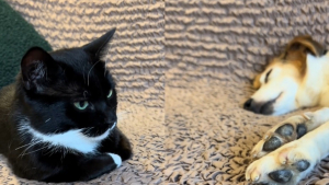 Illustration : "Elle adopte un chien à trois pattes et une chatte rescapée, leur premier contact la bouleverse (vidéo)"