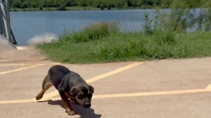 Illustration : Il voit un chiot abandonné au bord d'un lac courir après une camionnette et décide de lui offrir la vie qu'il mérite