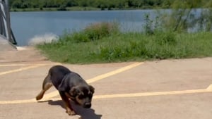 Illustration : Il voit un chiot abandonné au bord d'un lac courir après une camionnette et décide de lui offrir la vie qu'il mérite