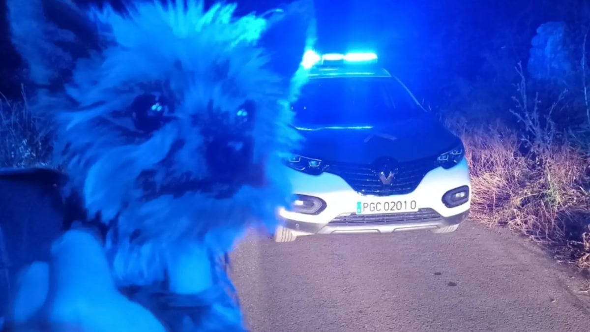 Illustration : "Déterminé à sauver la vie de son propriétaire tombé dans le noir, un petit chien interpelle des agents en aboyant et les conduits à lui"