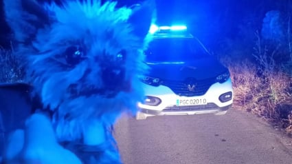 Illustration : Déterminé à sauver la vie de son propriétaire tombé dans le noir, un petit chien interpelle des agents en aboyant et les conduits à lui