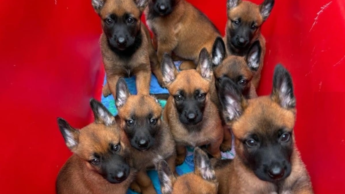 Illustration : "Ces futurs chiens policiers reçoivent des noms de légendes de la Formule 1 avant leur mission"