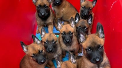 Illustration : Ces futurs chiens policiers reçoivent des noms de légendes de la Formule 1 avant leur mission