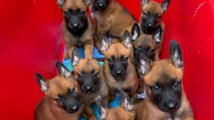 Illustration : "Ces futurs chiens policiers reçoivent des noms de légendes de la Formule 1 avant leur mission"