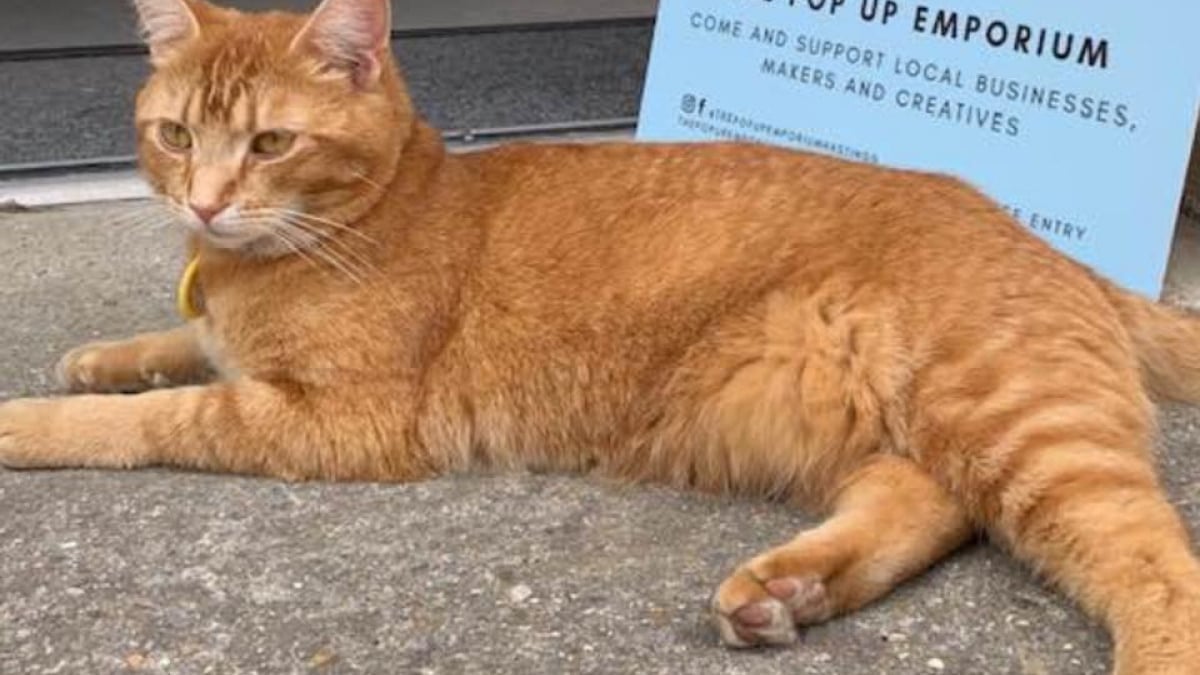 Illustration : "Un chat disparu depuis 3 jours est retrouvé allongé dans un bar"