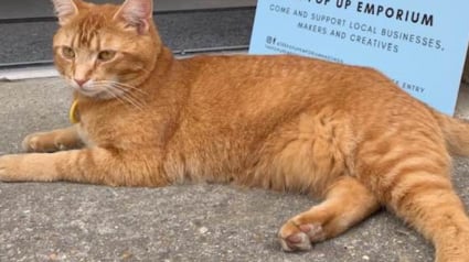Illustration : Un chat disparu depuis 3 jours est retrouvé allongé dans un bar
