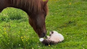 Illustration : "La première rencontre entre un chaton et un cheval immortalisée dans une vidéo touchante "