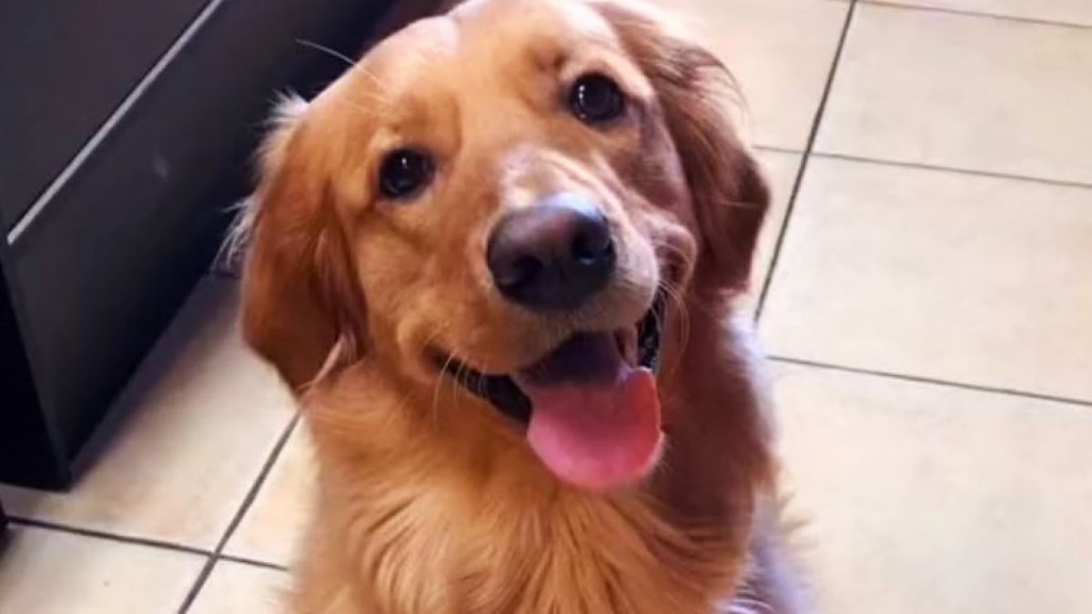 Illustration : "Cette petite Golden Retriever trouve un moyen astucieux d'utiliser les griffes de son frère félin à son avantage (vidéo)"