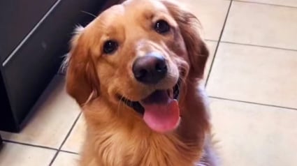 Illustration : Cette petite Golden Retriever trouve un moyen astucieux d'utiliser les griffes de son frère félin à son avantage (vidéo)