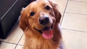Illustration : "Cette petite Golden Retriever trouve un moyen astucieux d'utiliser les griffes de son frère félin à son avantage (vidéo)"