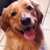 Illustration : Cette petite Golden Retriever trouve un moyen astucieux d'utiliser les griffes de son fr&egrave;re f&eacute;lin &agrave; son avantage (vid&eacute;o)