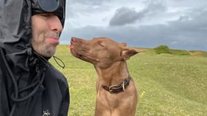 Illustration : "L’émouvante histoire derrière la photo d’un chien projetée à l’écran lors du grand retour d’Oasis en concert"
