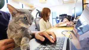 Illustration : "Cette entreprise japonaise accueille des chats dans ses bureaux pour garantir le bien-être et la productivité de ses employés humains (vidéo)"