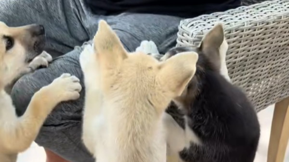 Illustration : "Au réveil, une femme découvre 3 chiots sortis de nulle part dans son jardin (vidéo) "