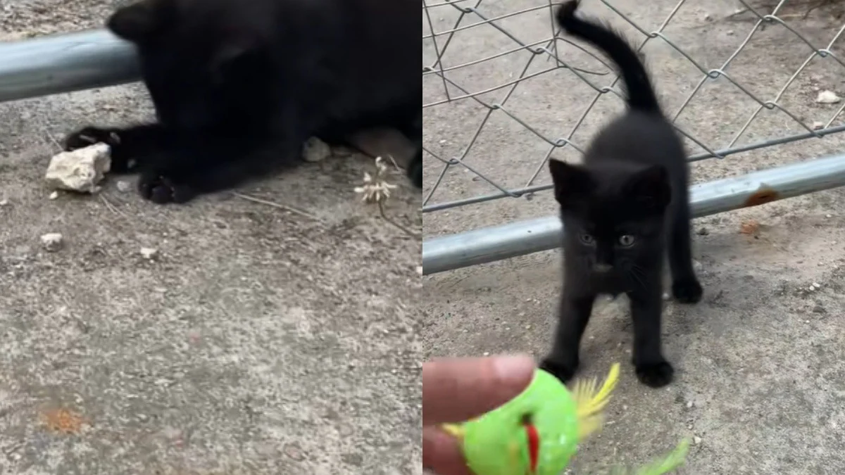 Illustration : "Le bonheur d’un chaton qui n’avait que des pierres pour s’amuser et à qui l’on offre un vrai jouet (vidéo) "