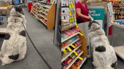 Illustration : Une pharmacienne offre une friandise à ce Patou, il revient chaque jour pour la remercier (vidéo)