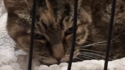 Illustration : Épuisée et affamée, cette chatte choisit le bon garage pour s’effondrer, elle y trouve une famille et la vie sauve alors que des inondations s'annoncent (vidéo)